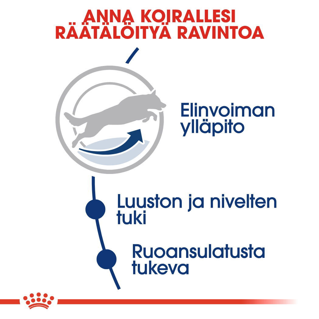 Royal Canin Maxi 5+ Adult koiran kuivaruoka