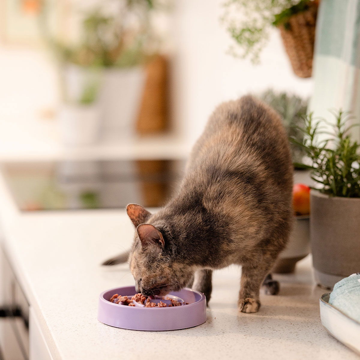 Basic Slow Down melamiini ahmimisenestokuppi kissalle pyöreä lila