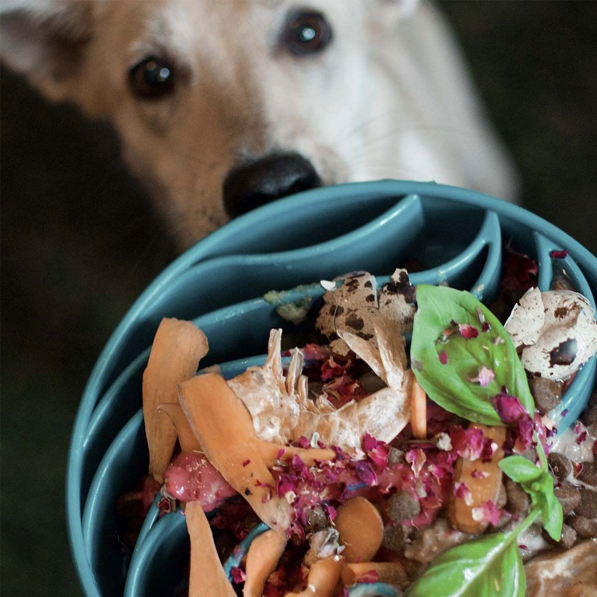 SodaPup Ebowl Wave sininen