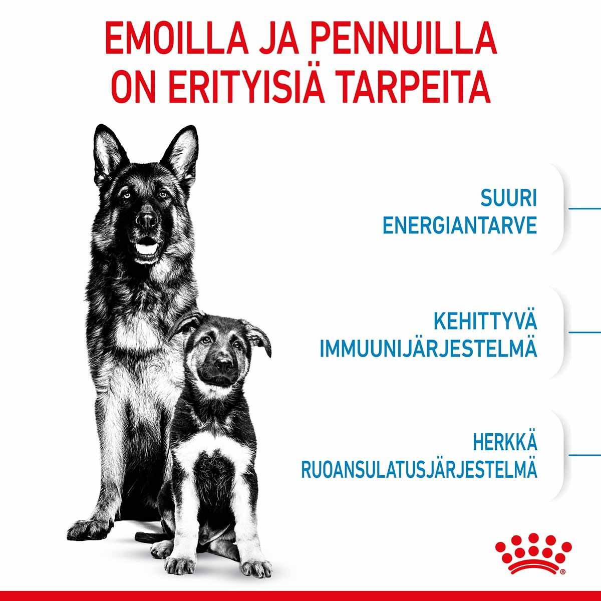 Royal Canin Maxi Starter koiran ja koiranpennun kuivaruoka