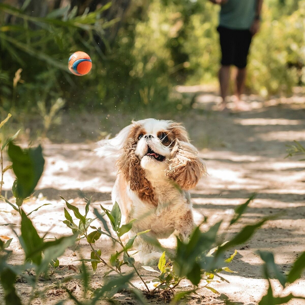 Chuckit Ultra Ball 2 kpl