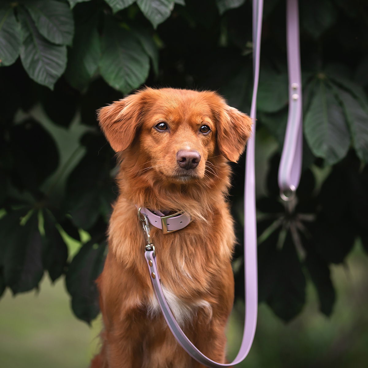 Tyylivoitto Shine EAZY reflective leash, lavender