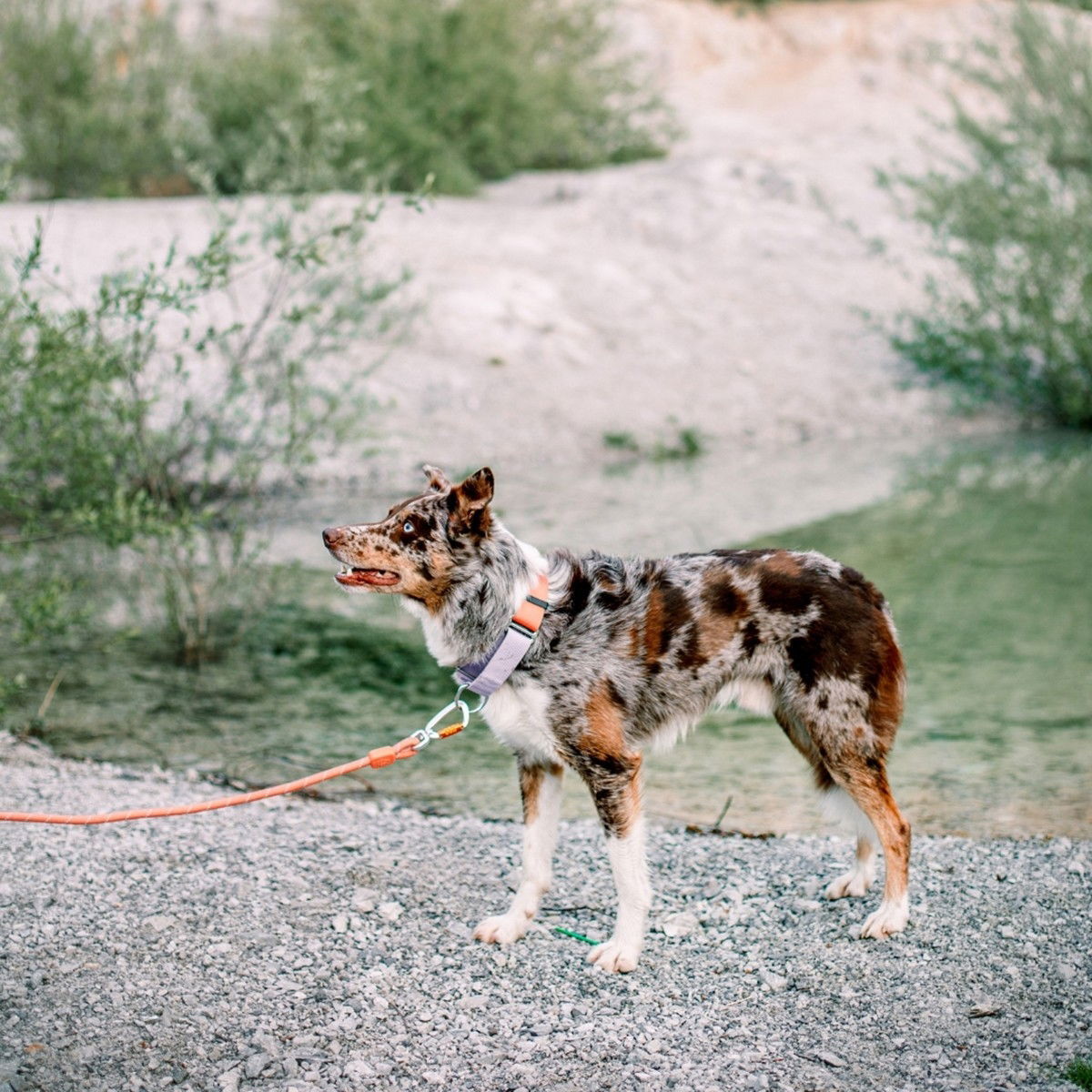 Woolly Wolf Color Block Martingale Collar, Salmon Pink Mix