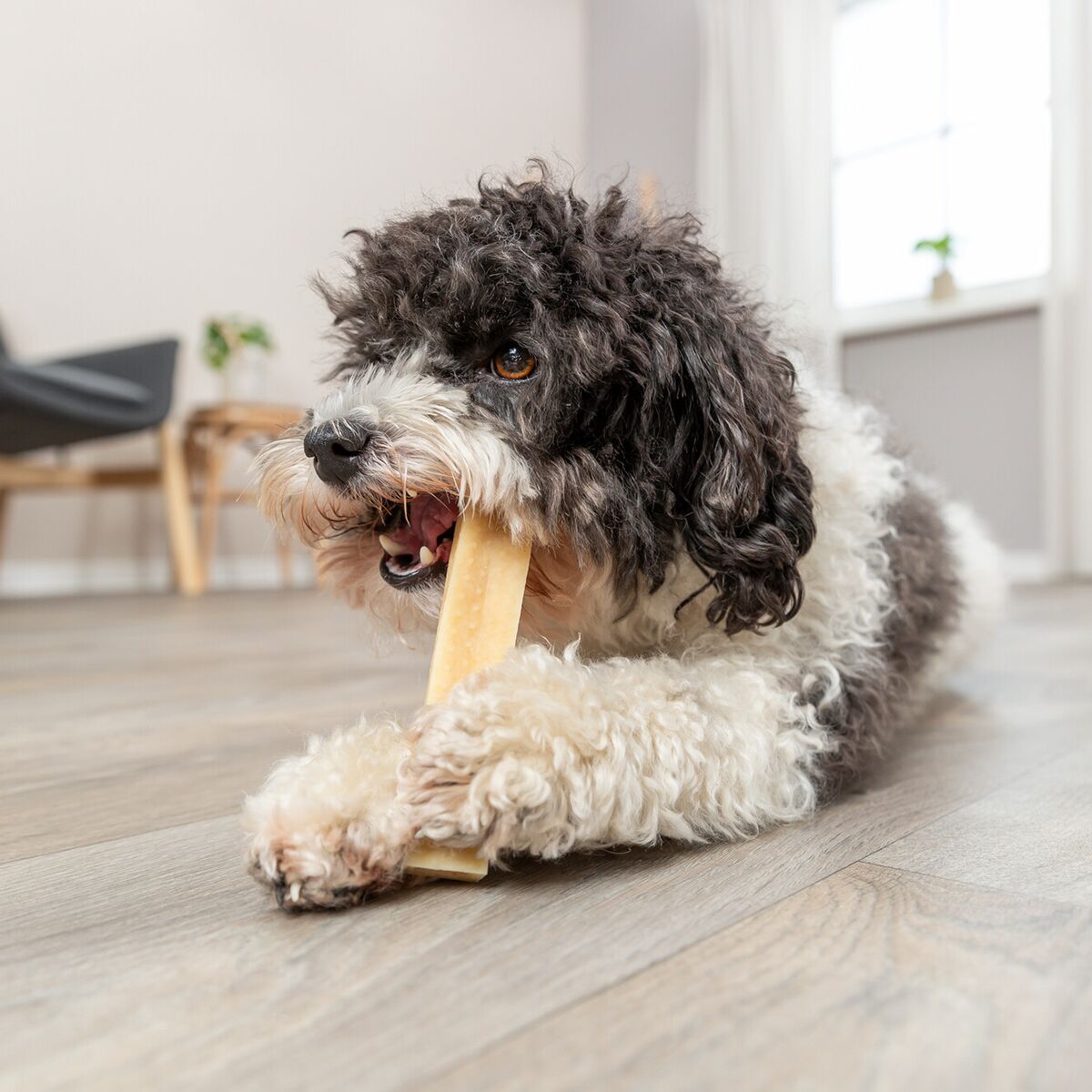 Trixie Chewing Cheese