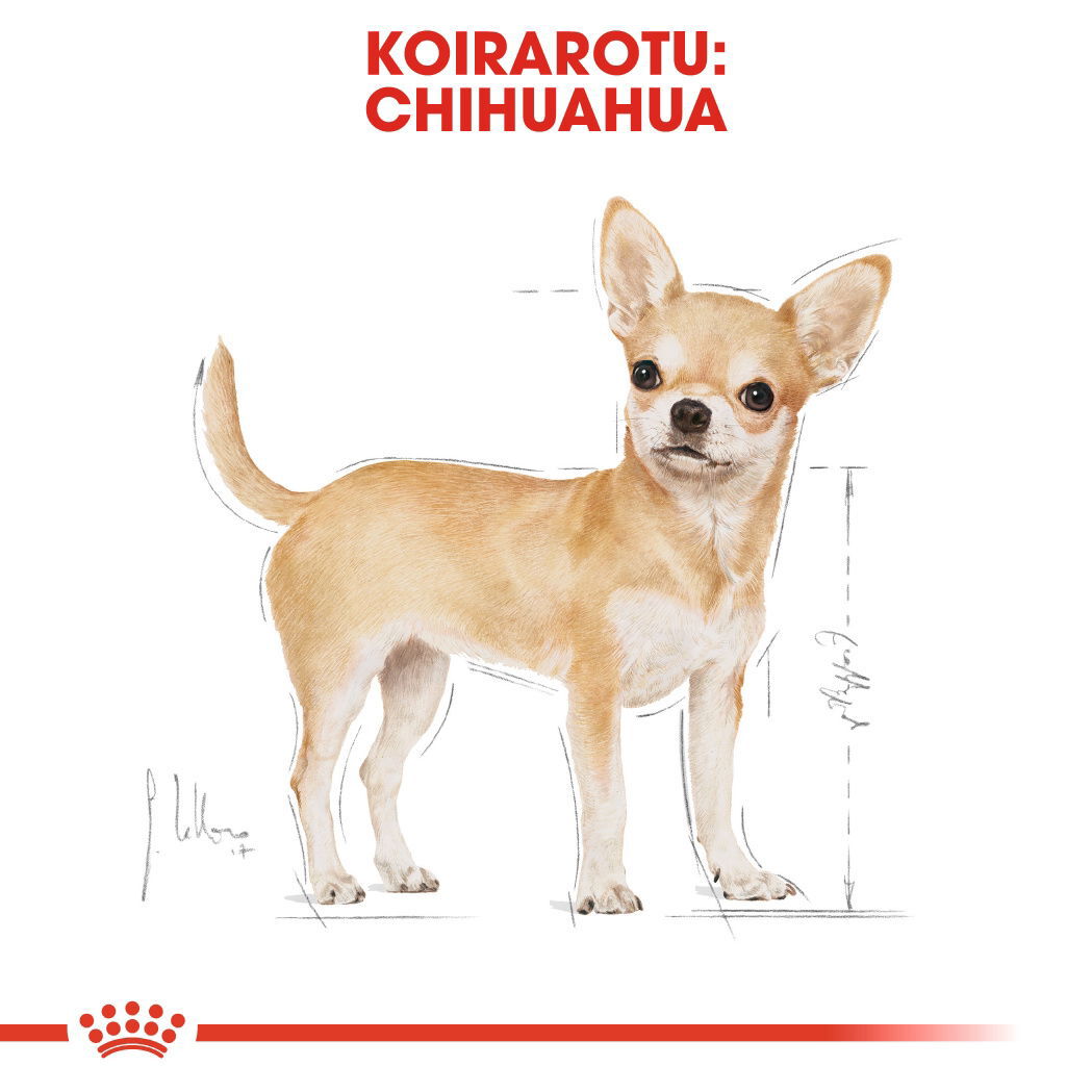 Royal Canin Chihuahua Adult Loaf koiran märkäruoka