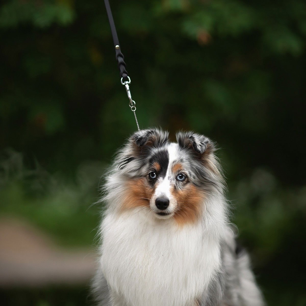 Tyylivoitto Braid show leash, black