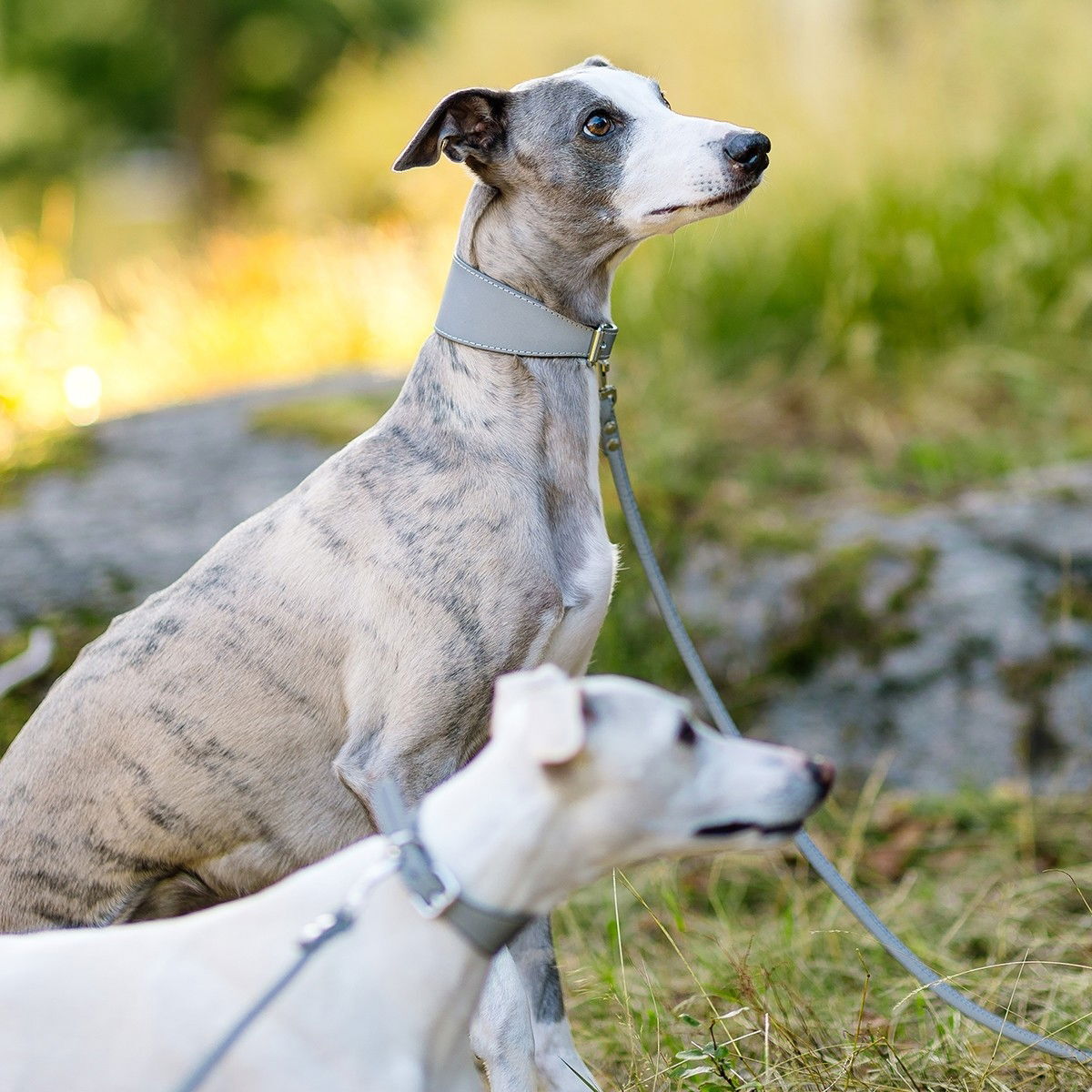 Collar of Sweden collar wide reflex