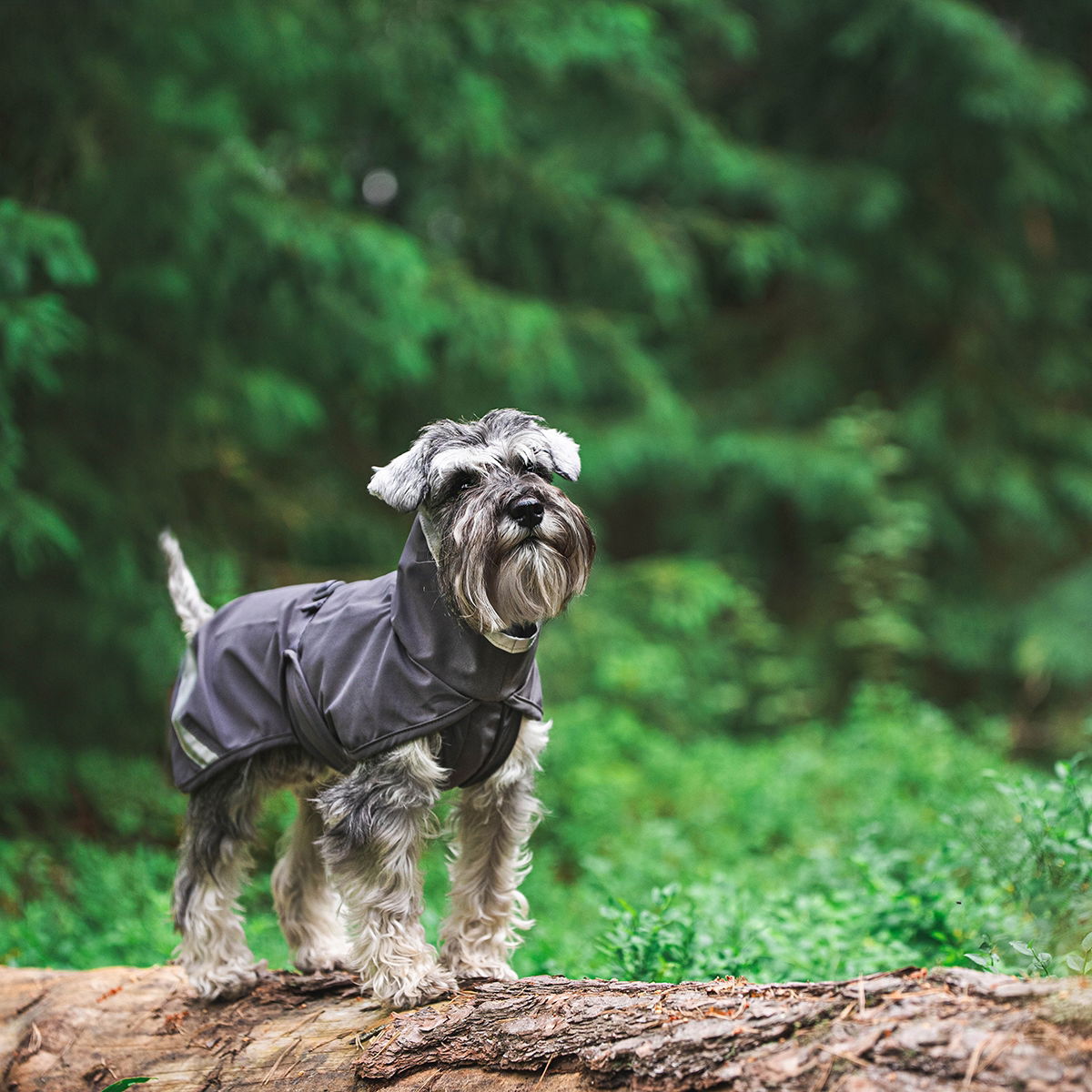 KuoriPomppa Graphite