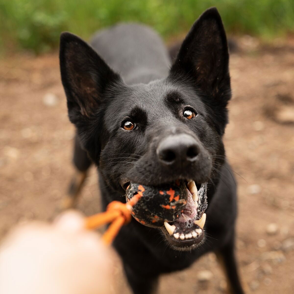 Non-Stop Dog ball on rope