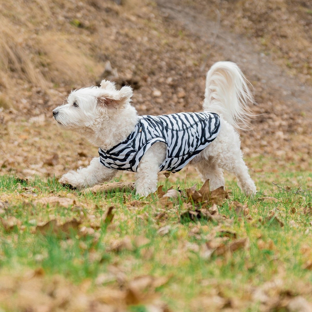 Rukka Zebra koiran paita