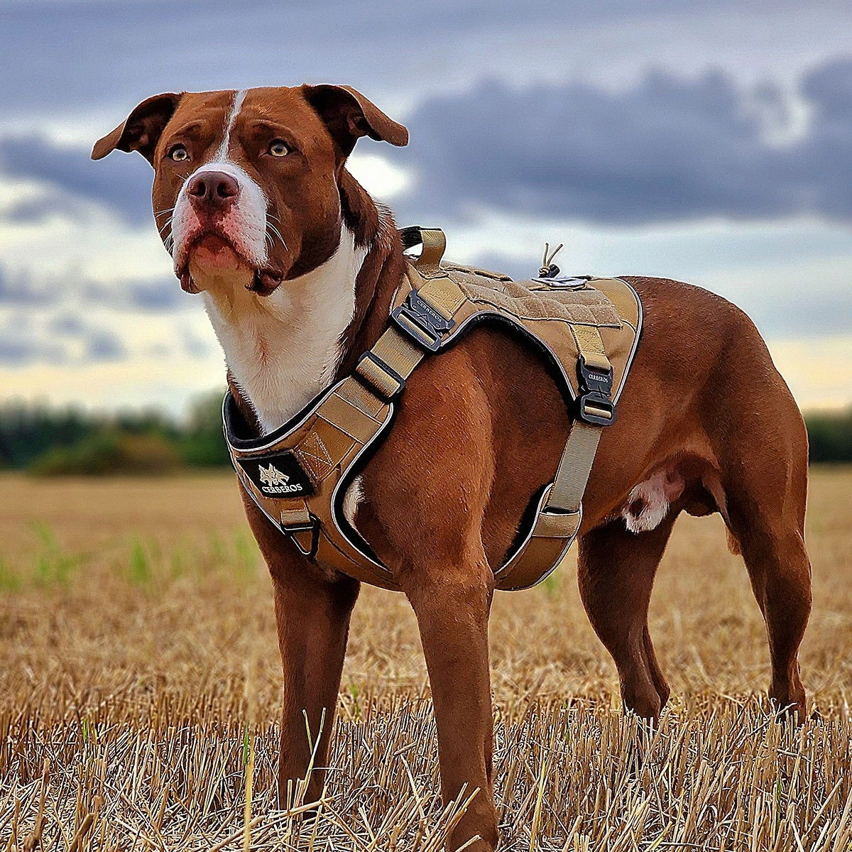 Cerberos Tactical valjaat hiekan ruskea