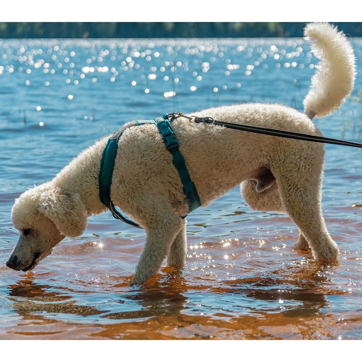 Non-Stop Line harness 5.0, teal