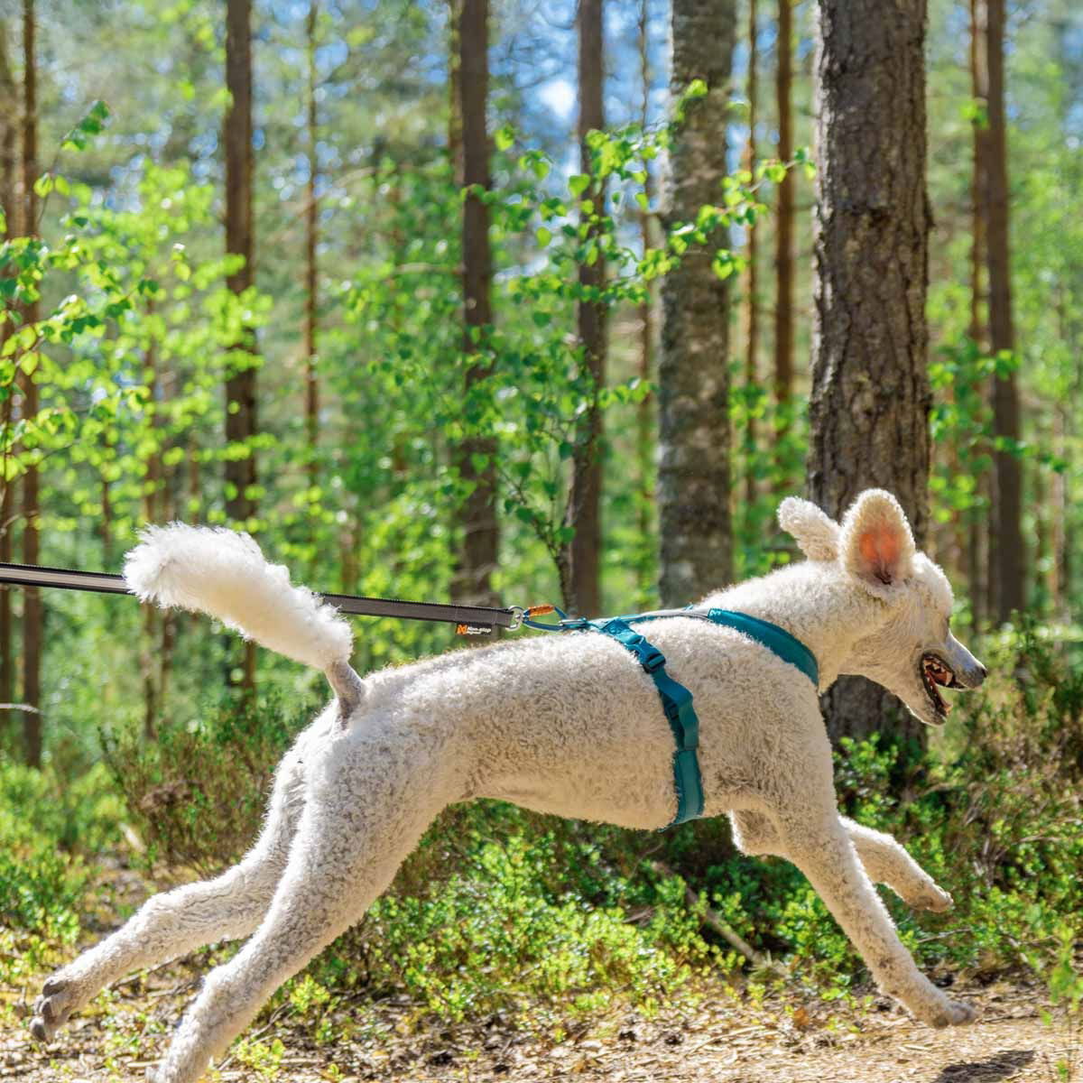 Non-Stop Line harness 5.0, teal