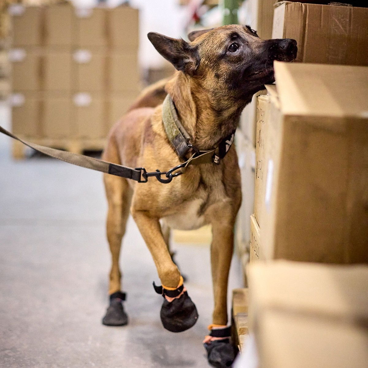 Non-stop Solid WD kaulapanta oliivi