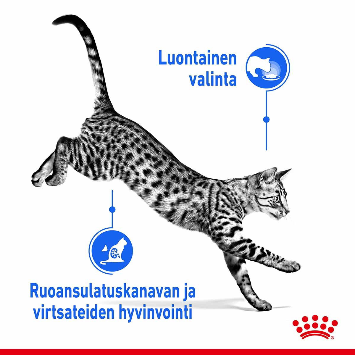 Royal Canin Indoor Sterilised Gravy Adult kissan märkäruoka