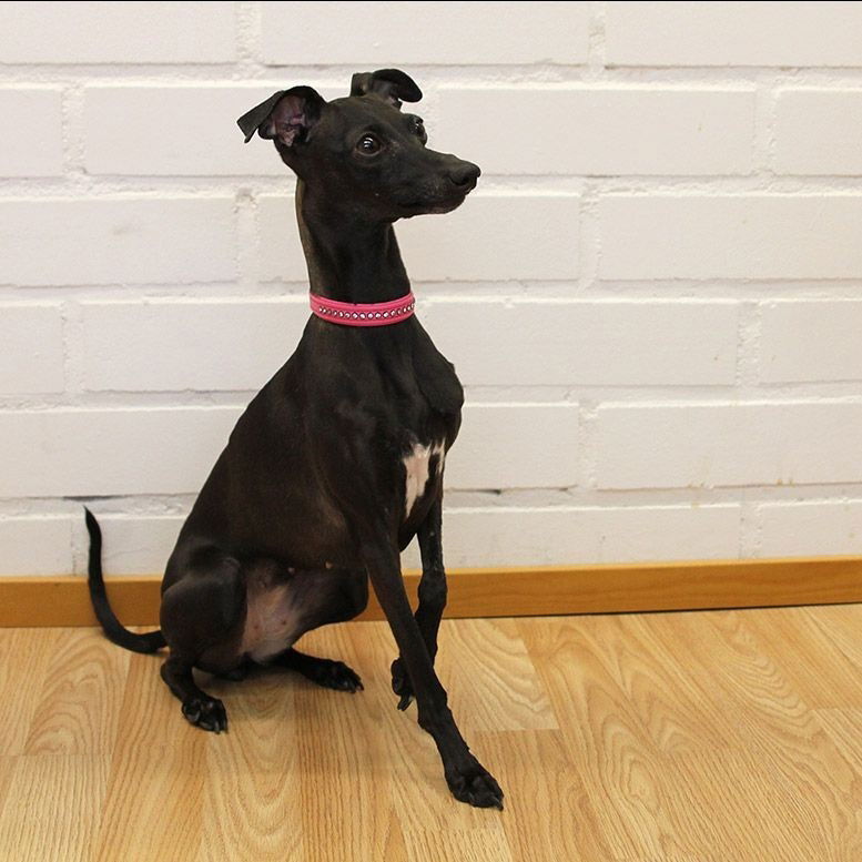 Basic Sparkle strassikaulapanta pinkki