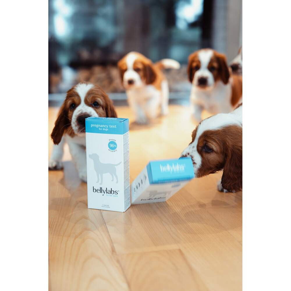 Bellylabs koirien tiineystesti