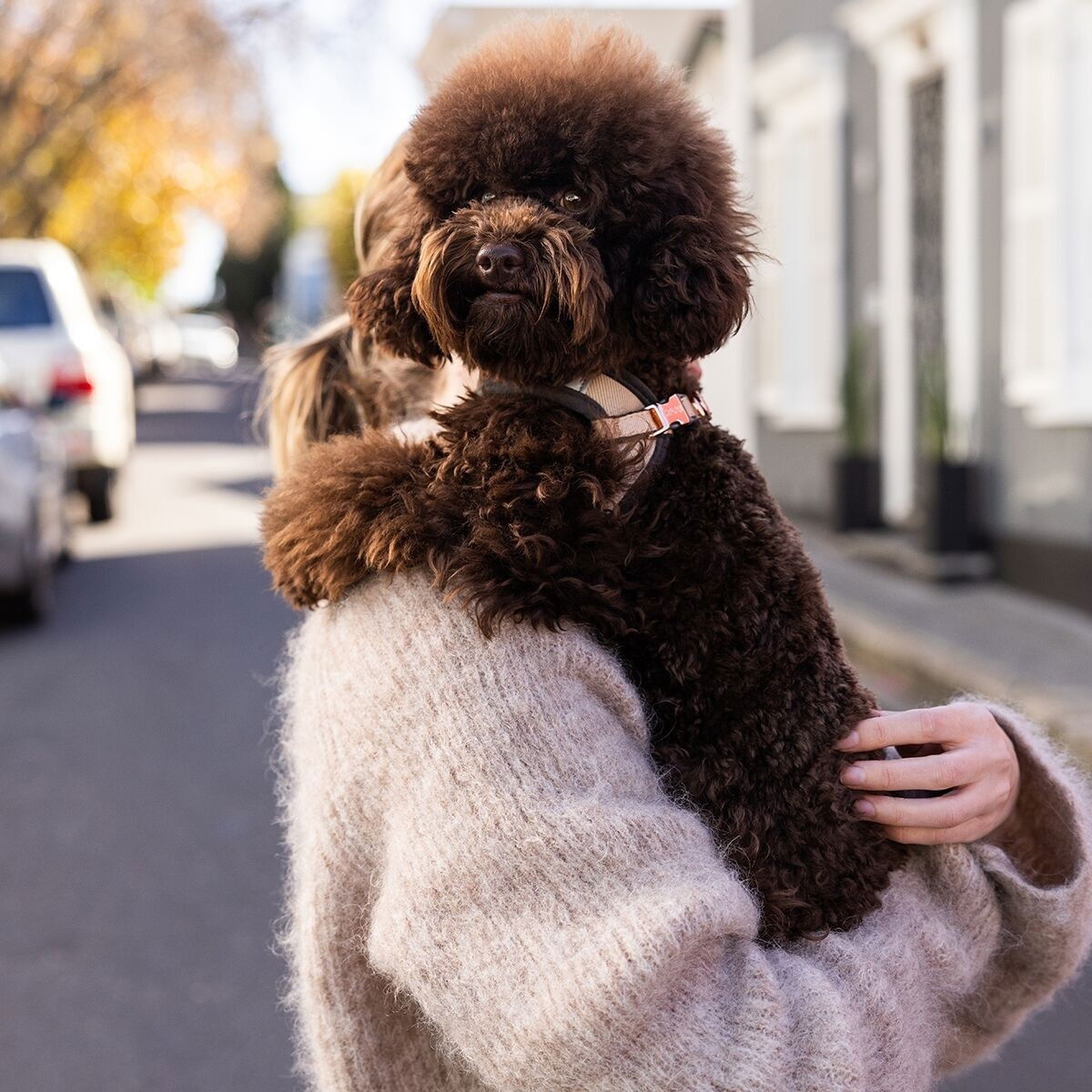 Rogz Urban Fast-Fit harness, gold