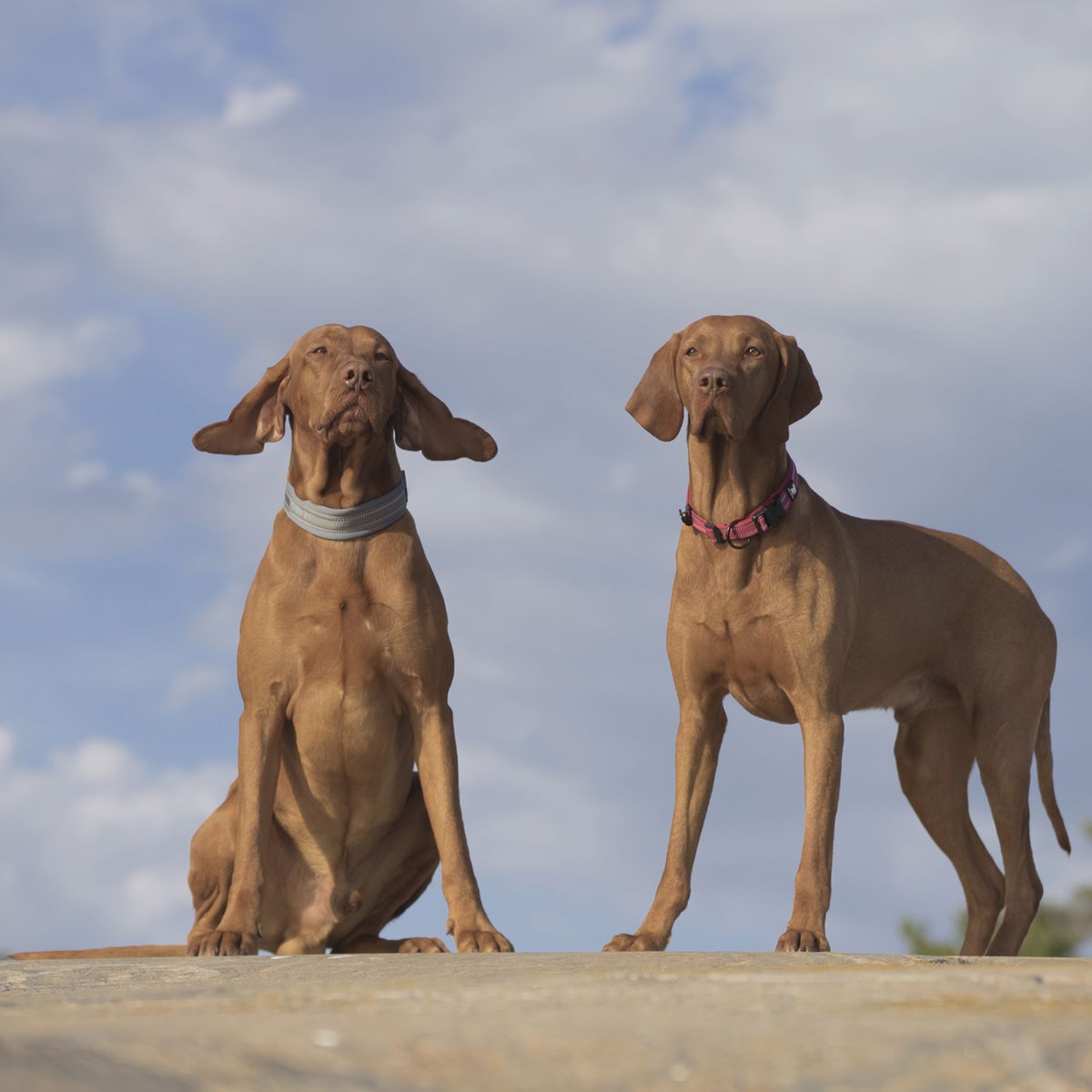 Feel Active Padded pehmustettu panta harmaa