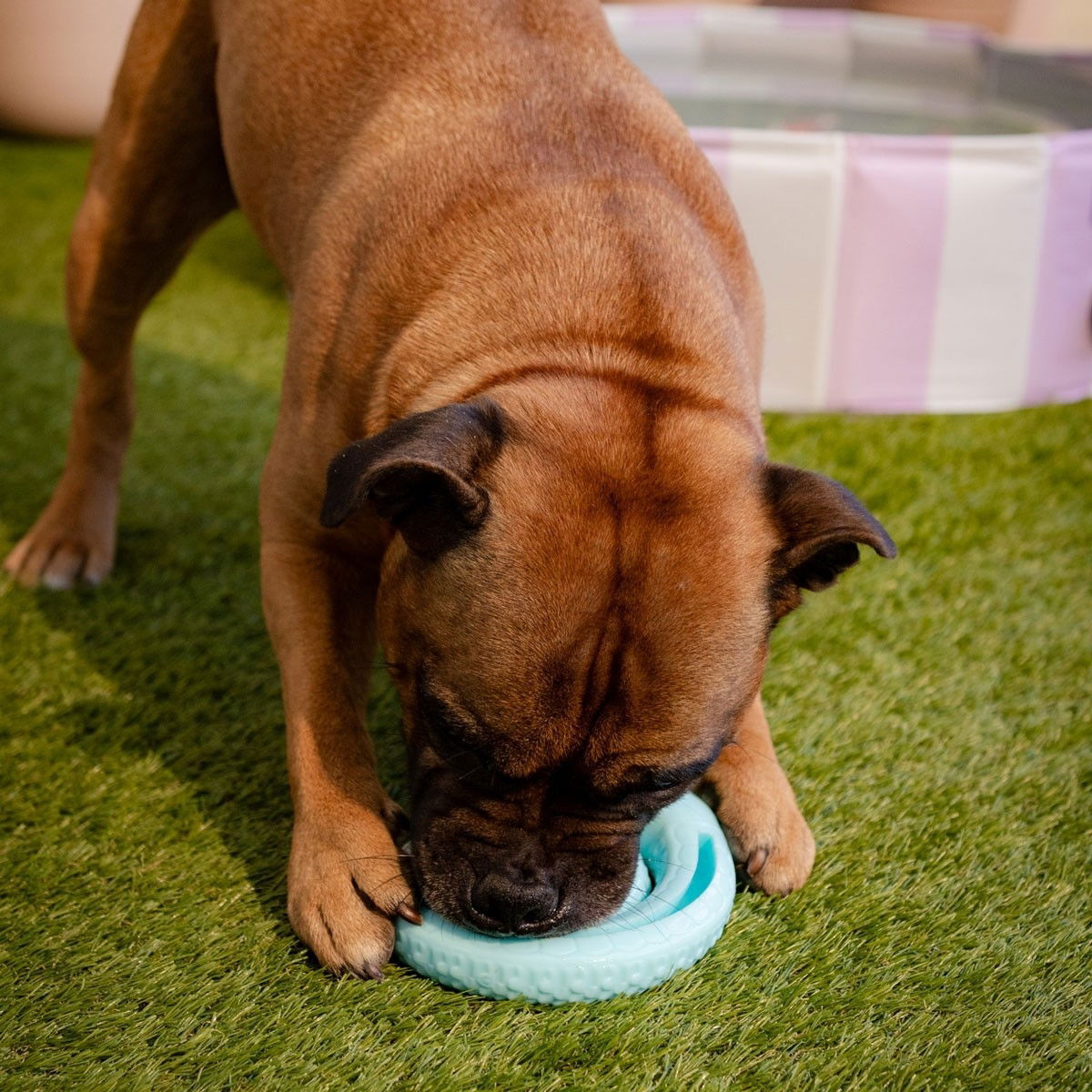 Little&Bigger TPR Snake käärme kerällä turkoosi