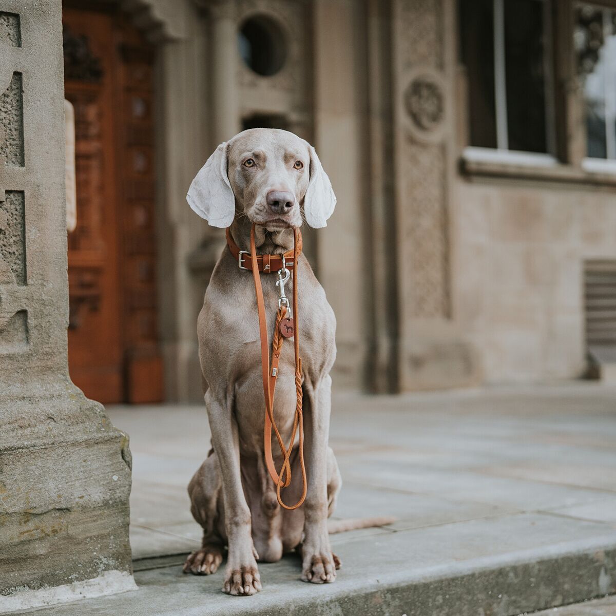 Hunter Leash Solid Education Brown