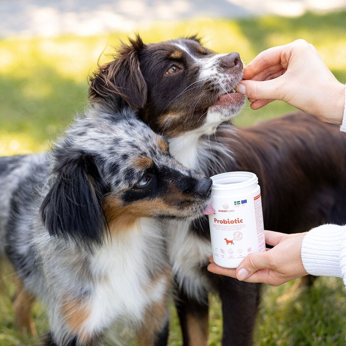 BuddyCare Probiotic 150g