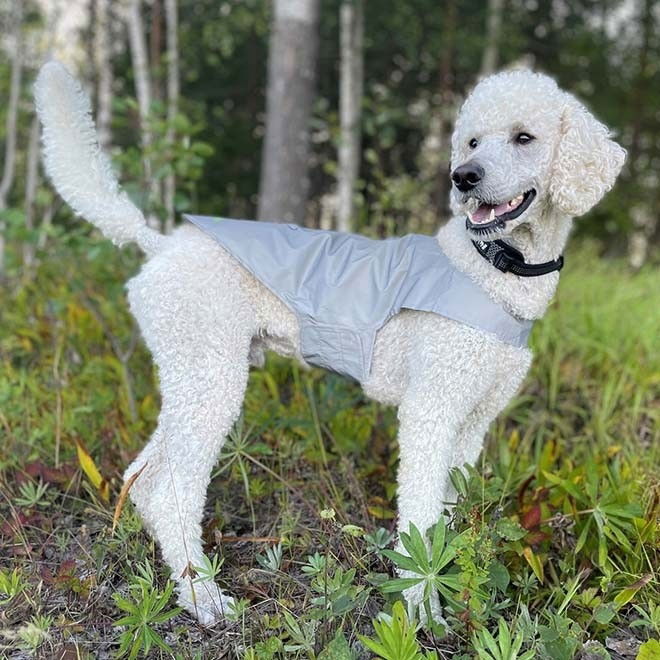 Icepeak Pet Brightly visibility vest Peten