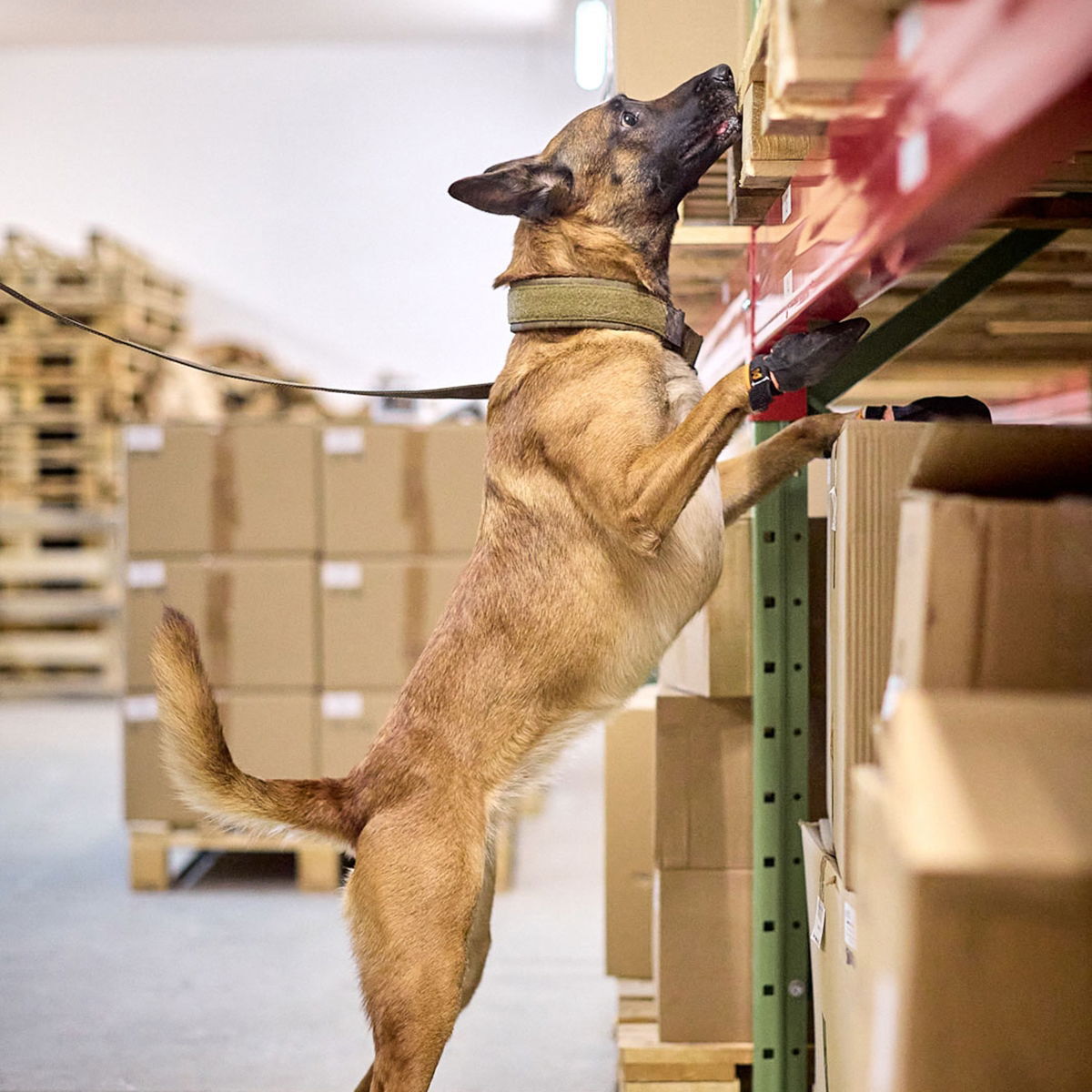 Non-stop Solid WD kaulapanta oliivi