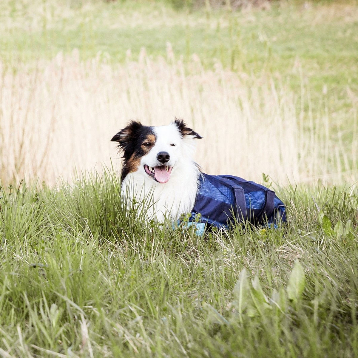 Back on Track Cooling dog rug 