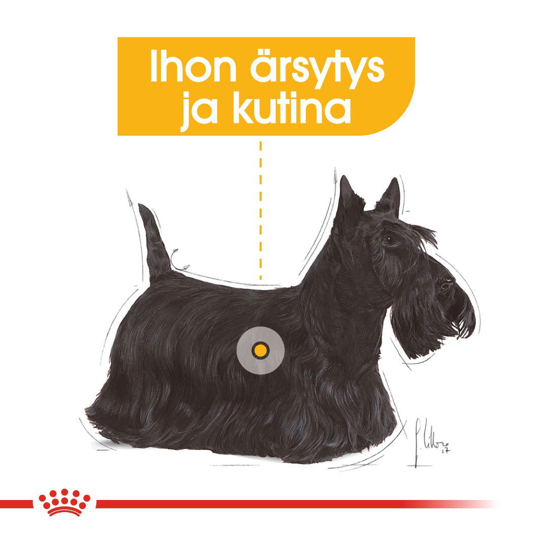 Royal Canin Mini Dermacomfort