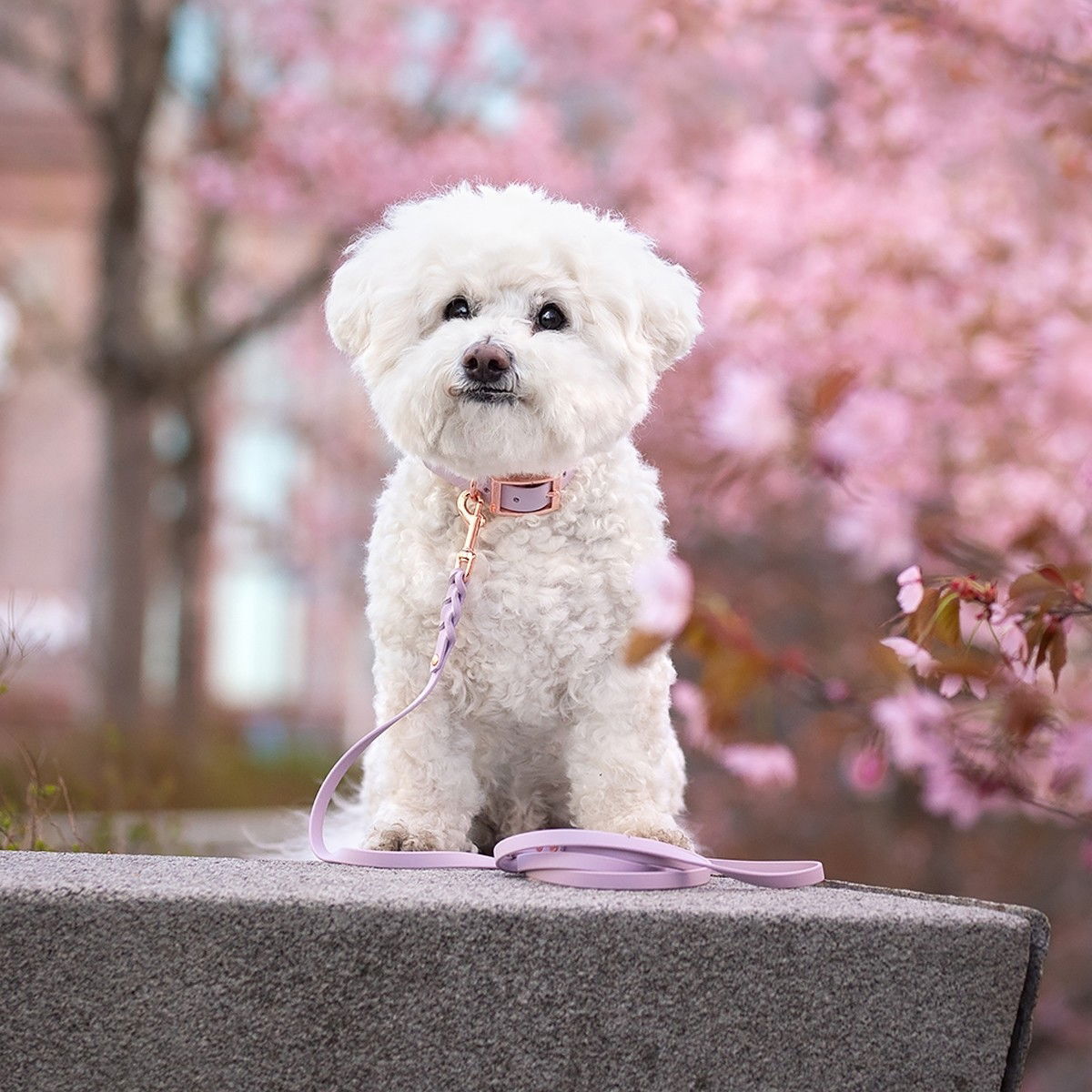 Tyylivoitto Braid hihna laventeli/ruusukulta