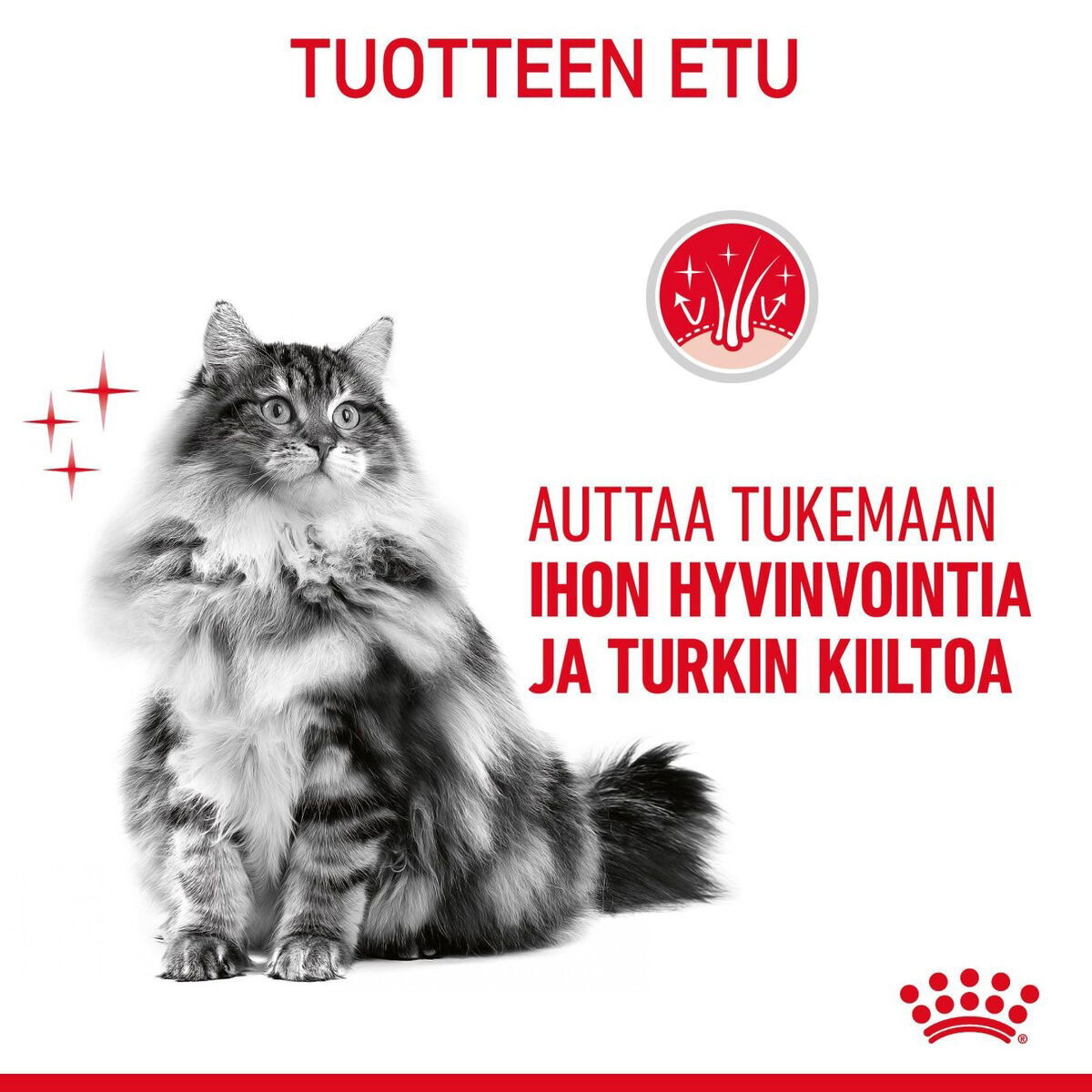 Royal Canin Hair & Skin Care Adult kissan kuivaruoka