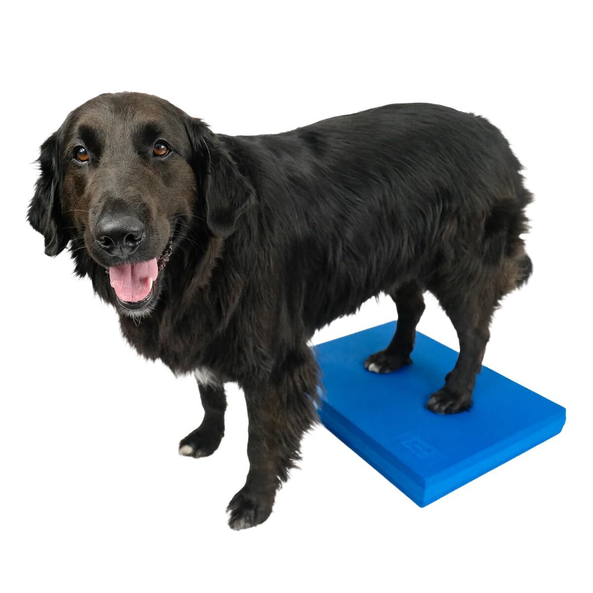 FitPaws Balance Pad
