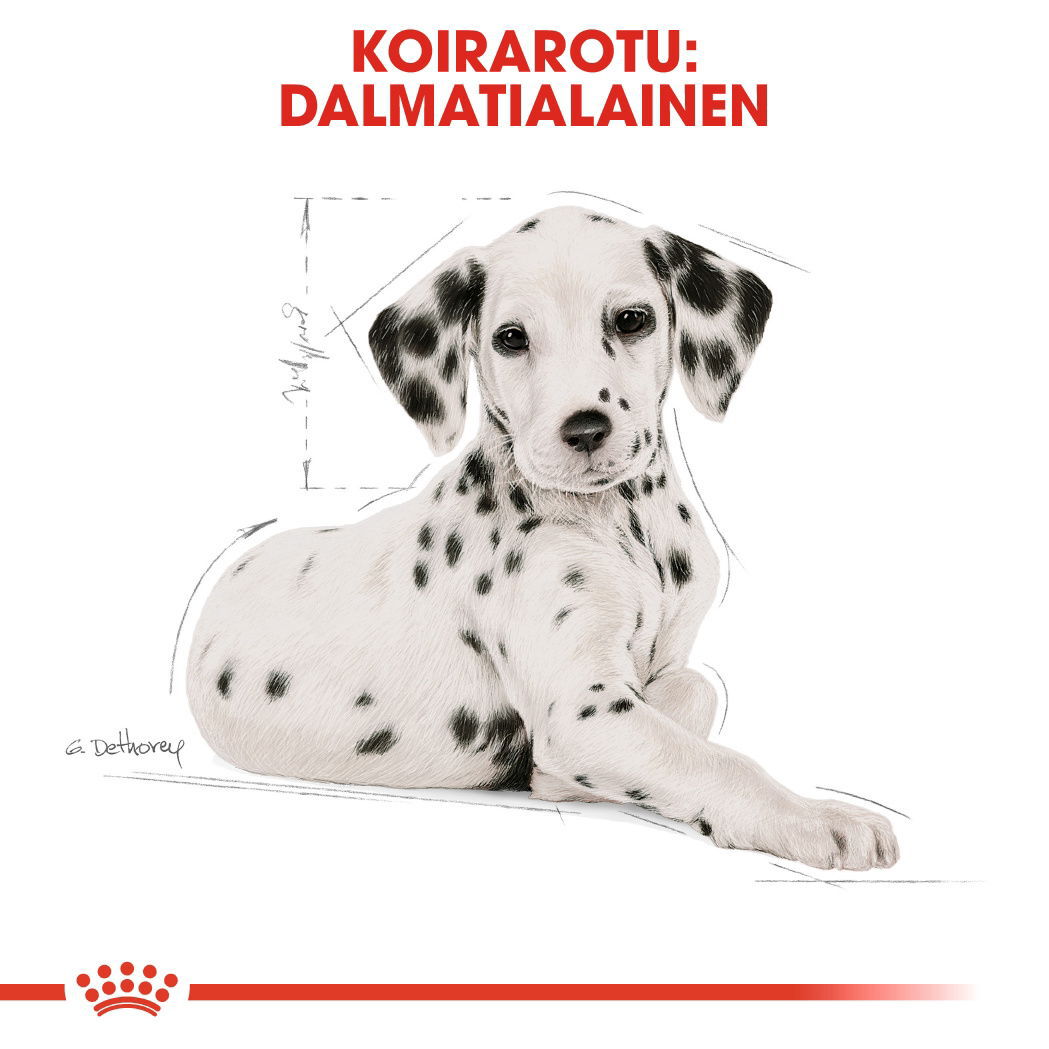 Royal Canin Dalmatian Puppy koiranpennun kuivaruoka