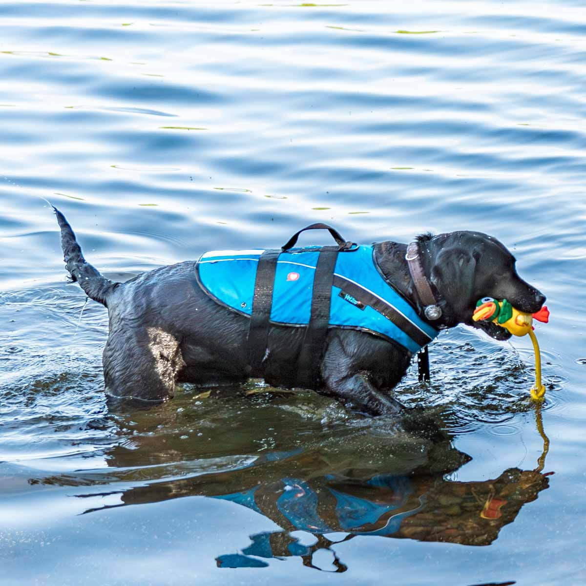 Baltic Vetzoo Life Vest Dog Blue