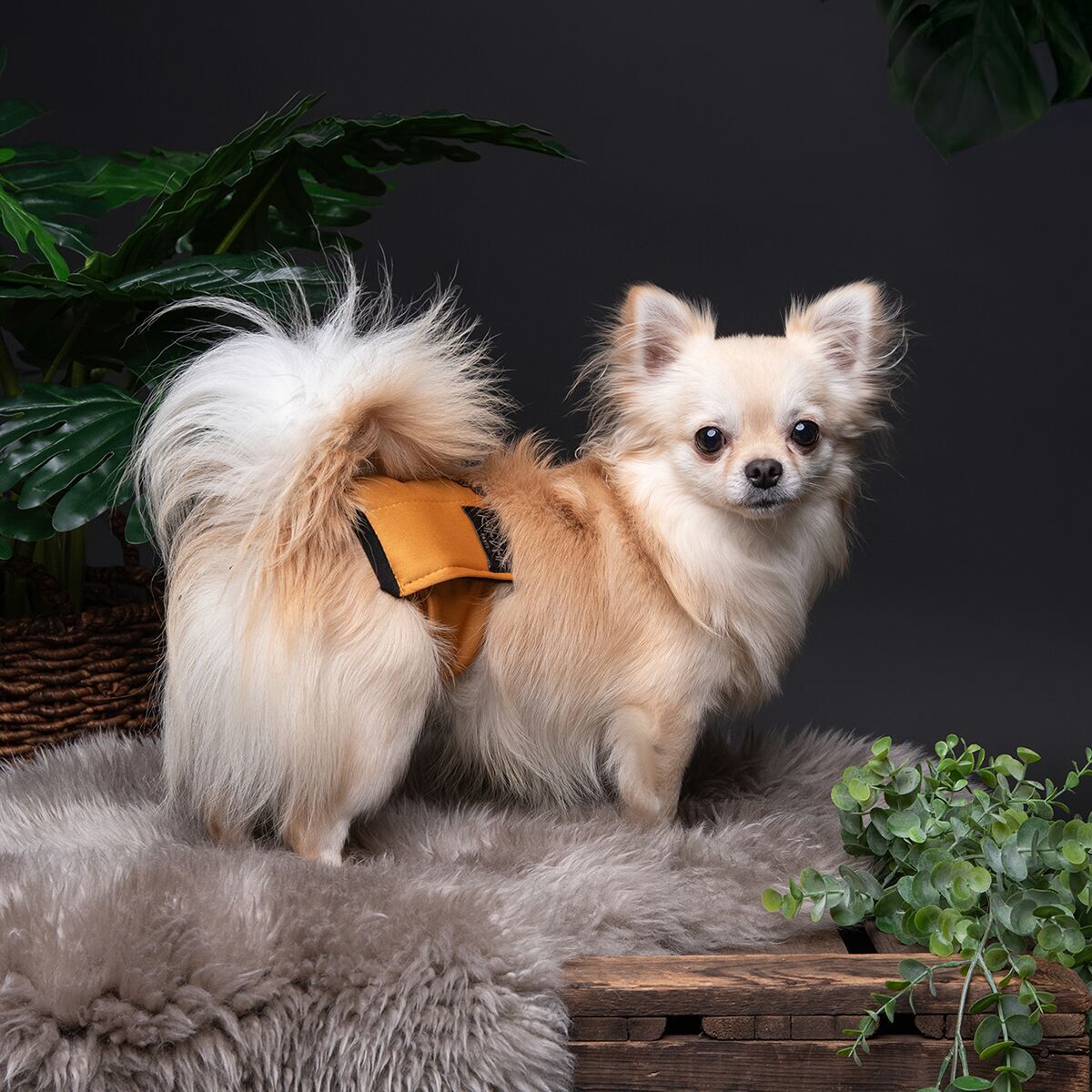 RuttuNuttu male wrap Amber Leaf