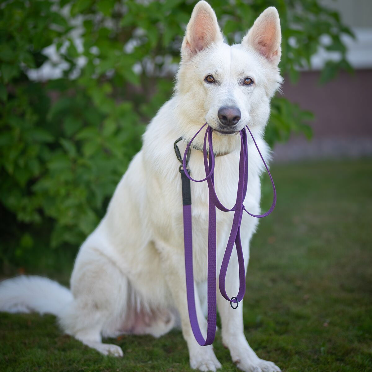 Salmiakkitassu hexa leash with twistlock 3m
