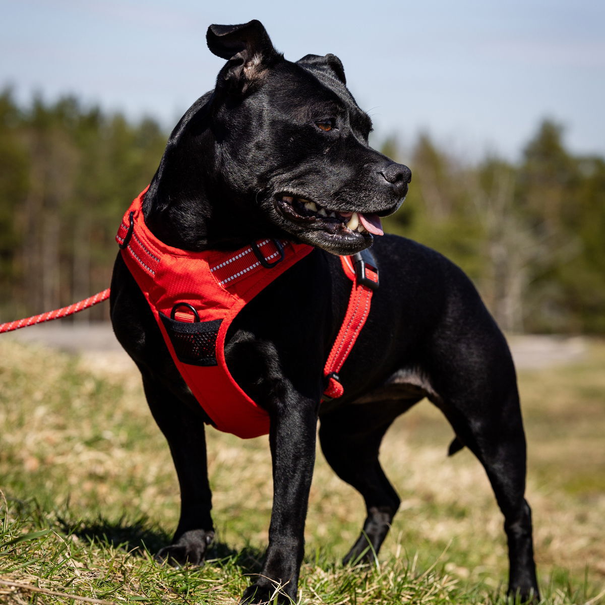 Feel Active Training valjas kirkas punainen