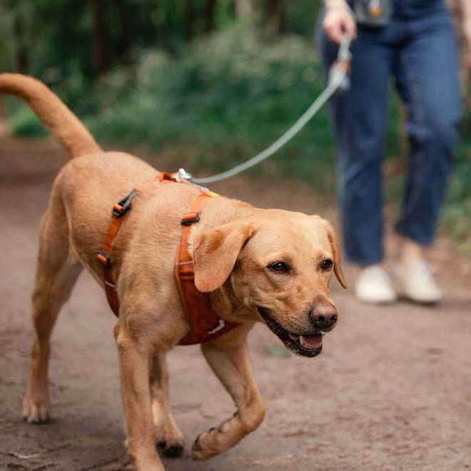 Woolly Wolf Roam Harness, Terracotta Ripple