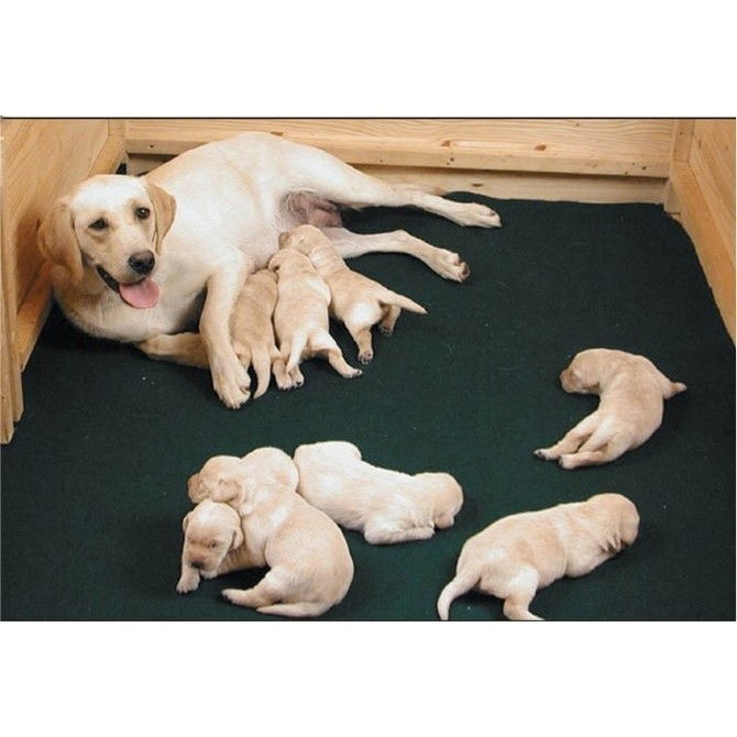 Drymate Whelping Mat 122 x 127 cm