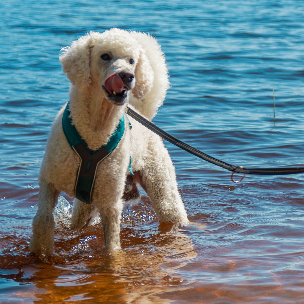 Non-Stop Line harness 5.0, teal