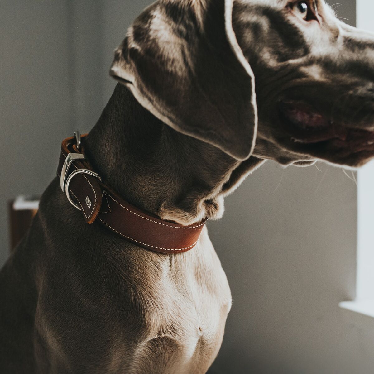 Hunter Collar Aalborg Special Brown