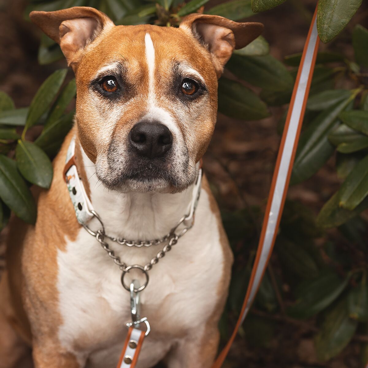 Tyylivoitto Shine Eazy leash, cognac