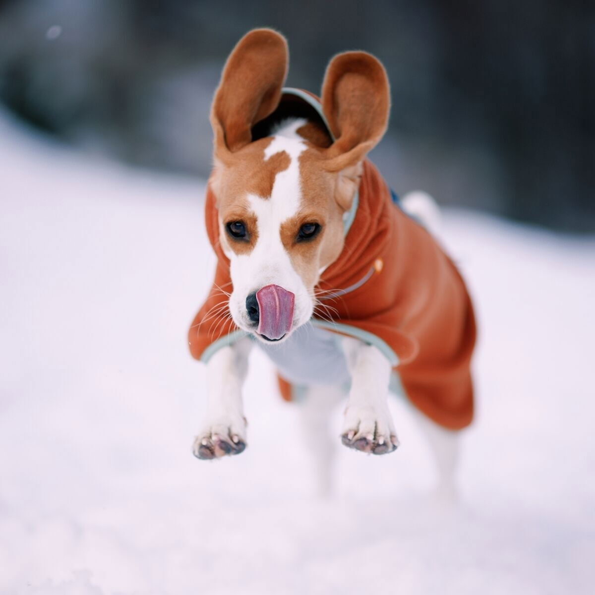 Woolly Wolf Alpha 360 Fleece pullover, Terracotta Mix