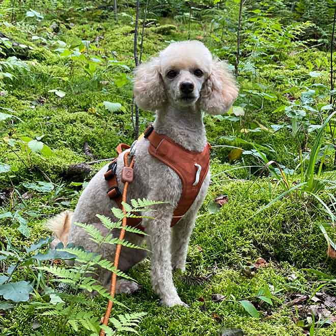 Woolly Wolf Roam Harness, Terracotta Ripple