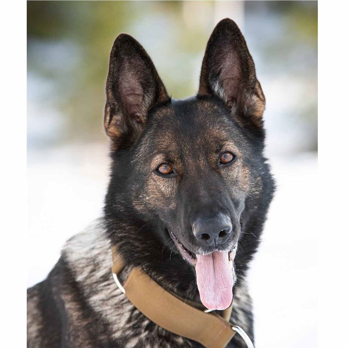 Salmiakkitassu hc-collar coyote 4x35-60cm