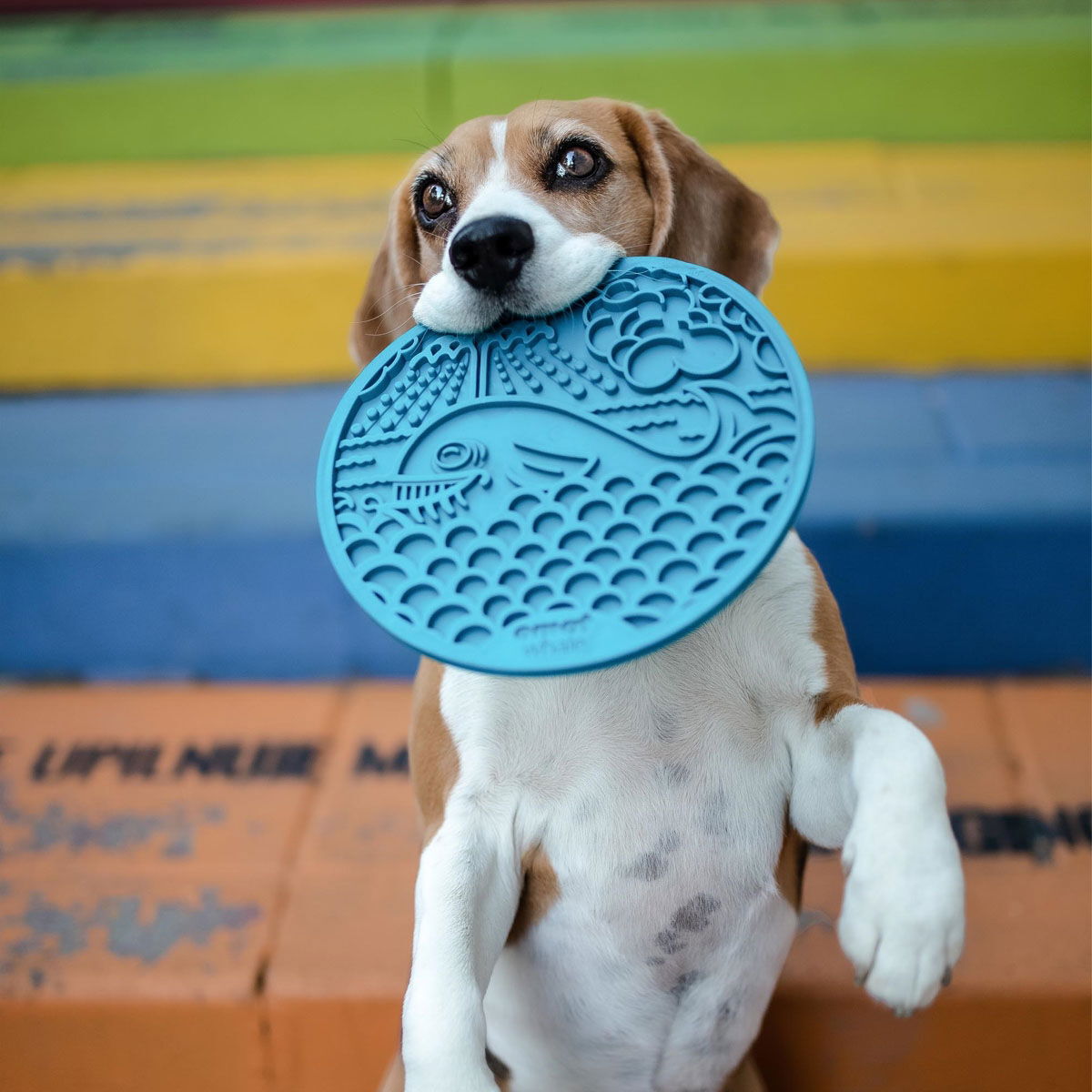 SodaPup Emat Whale sininen