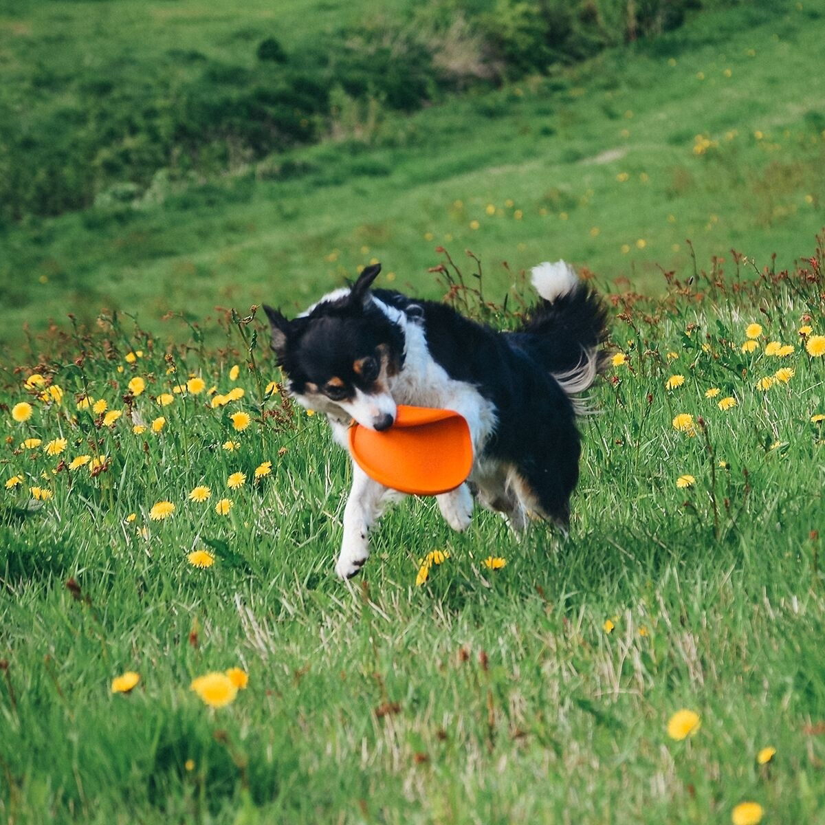 Non-Stop Dog flying disc
