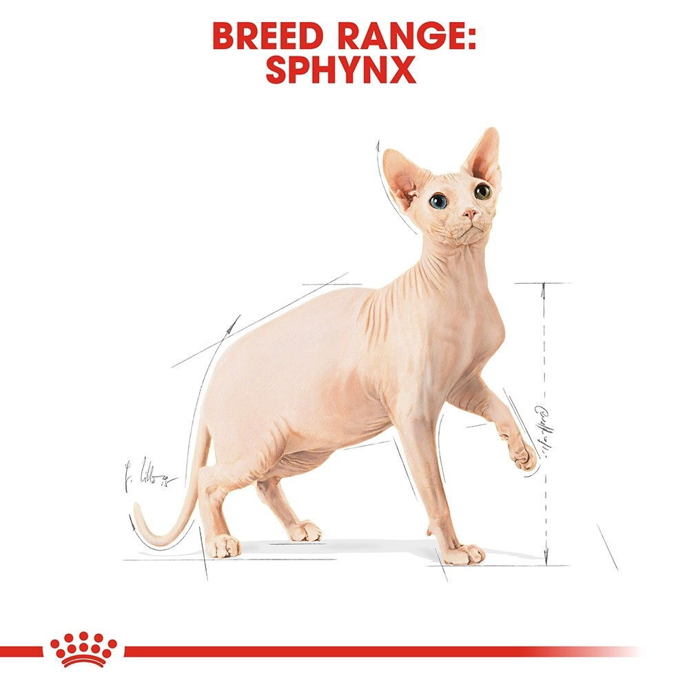 Royal Canin Sphynx Adult kissan kuivaruoka