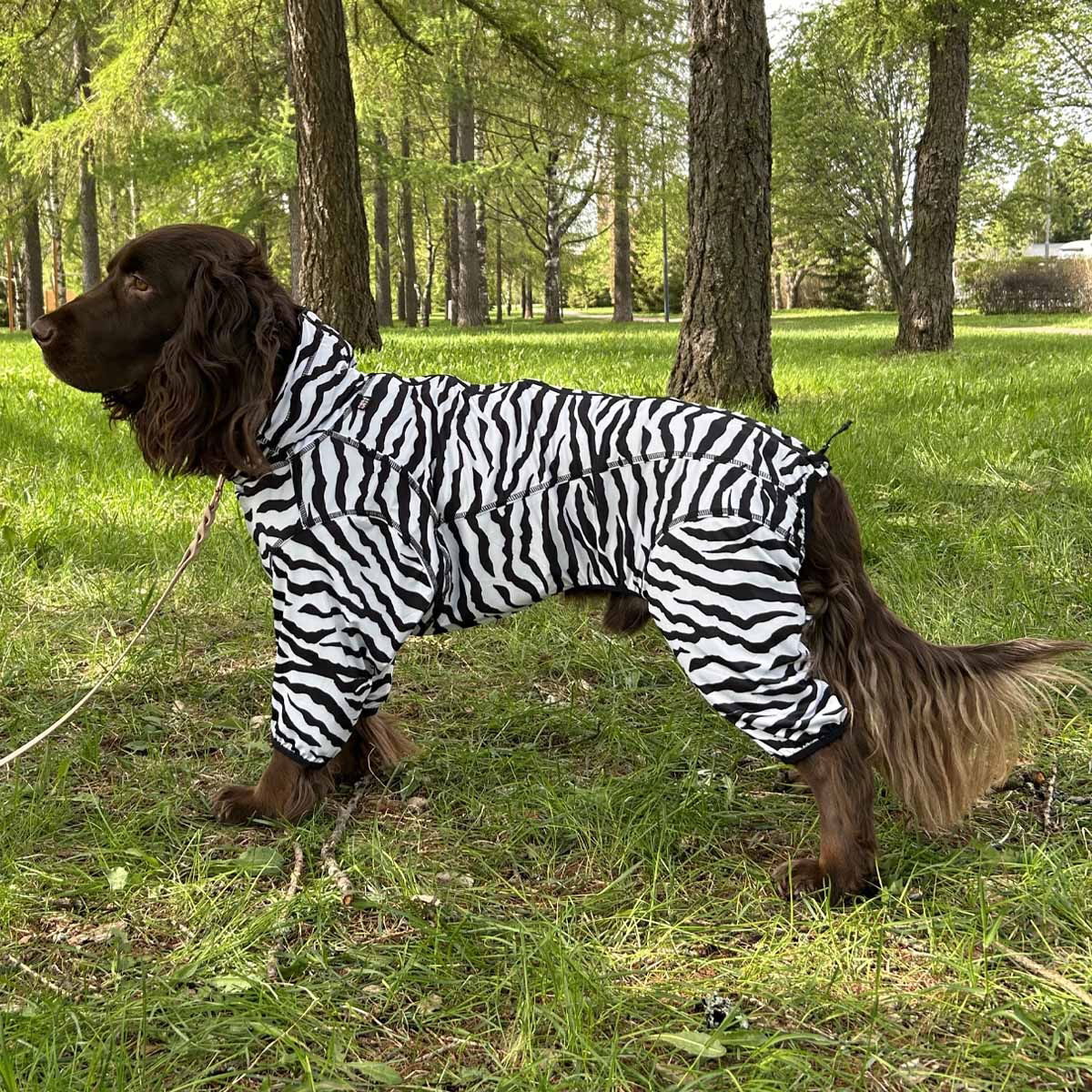 Rukka Zebra koiran haalari